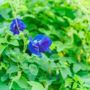 Butterfly Pea Seeds - 40 Pack Clitoria Ternatea Non GMO Heirloom Blue Flower Seeds for Outdoor Planting - Brown - Image 5