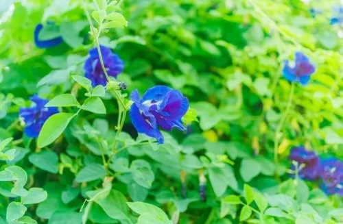 Butterfly Pea Seeds - 40 Pack Clitoria Ternatea Non GMO Heirloom Blue Flower Seeds for Outdoor Planting - Brown - Image 5