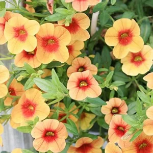 Calibrachoa Million Bells Flower Seeds, 200 Pcs Orange Non-GMO Perennial for Gardens & Balconies