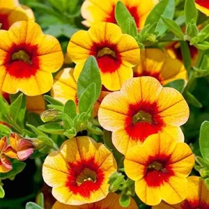 Alternative view of Calibrachoa Million Bells Flower Seeds, 200 Pcs Orange Non-GMO Perennial for Gardens & Balconies