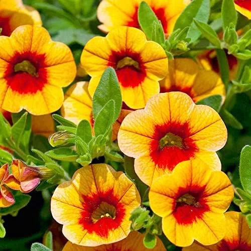 Calibrachoa Million Bells Flower Seeds, 200 Pcs Orange Non-GMO Perennial for Gardens & Balconies - Image 2