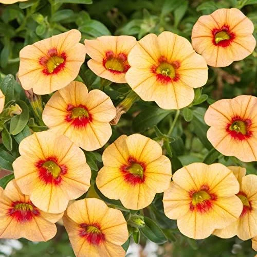 Calibrachoa Million Bells Flower Seeds, 200 Pcs Orange Non-GMO Perennial for Gardens & Balconies - Image 3