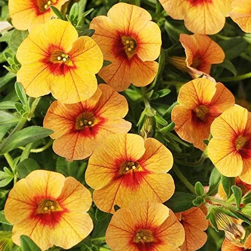 Calibrachoa Million Bells Flower Seeds, 200 Pcs Orange Non-GMO Perennial for Gardens & Balconies - Image 4