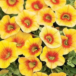 Calibrachoa Million Bells Flower Seeds, 200 Pcs Orange Non-GMO Perennial for Gardens & Balconies - Image 5