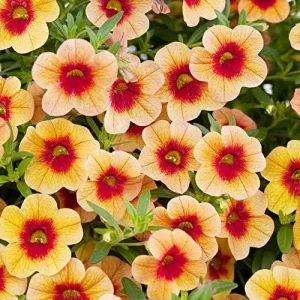 Calibrachoa Million Bells Flower Seeds, 200 Pcs Orange Non-GMO Perennial for Gardens & Balconies - Image 6