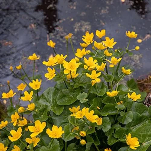 Caltha Palustris Seeds - Marsh Marigold Flower Seeds - Perennial Yellow Outdoor Plant - 200 Count for Ponds & Streams
