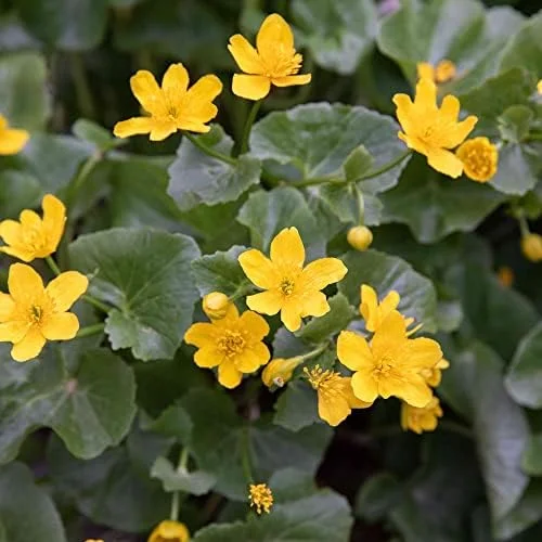 Caltha Palustris Seeds - Marsh Marigold Flower Seeds - Perennial Yellow Outdoor Plant - 200 Count for Ponds & Streams - Image 2