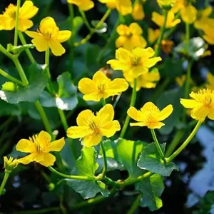 Caltha Palustris Seeds - Marsh Marigold Flower Seeds - Perennial Yellow Outdoor Plant - 200 Count for Ponds & Streams - Image 3