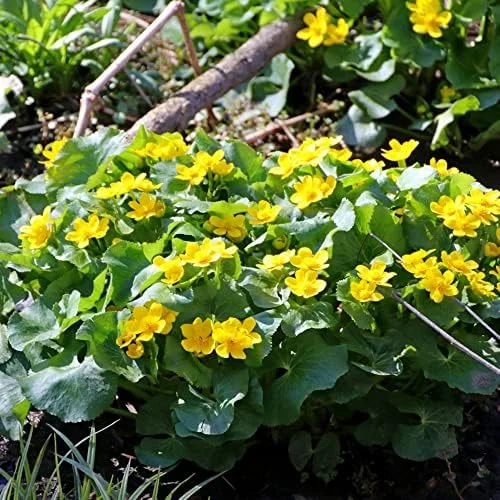 Caltha Palustris Seeds - Marsh Marigold Flower Seeds - Perennial Yellow Outdoor Plant - 200 Count for Ponds & Streams - Image 4