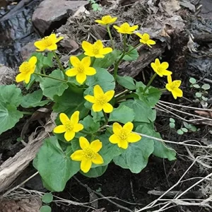 Caltha Palustris Seeds - Marsh Marigold Flower Seeds - Perennial Yellow Outdoor Plant - 200 Count for Ponds & Streams - Image 5