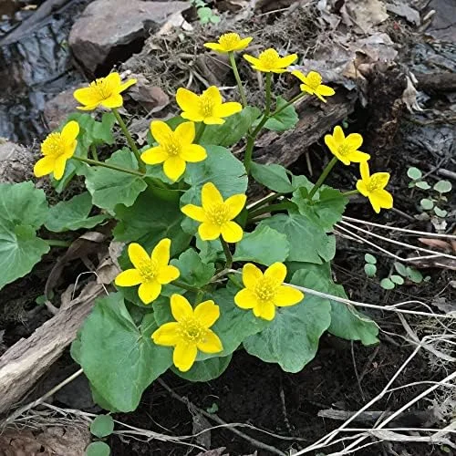 Caltha Palustris Seeds - Marsh Marigold Flower Seeds - Perennial Yellow Outdoor Plant - 200 Count for Ponds & Streams - Image 5