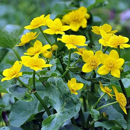 Caltha Palustris Seeds - Marsh Marigold Flower Seeds - Perennial Yellow Outdoor Plant - 200 Count for Ponds & Streams - Image 6