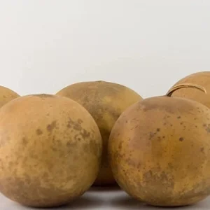 Alternative view of Cannonball Gourd Seeds 8 Pcs Vegetable Seeds White for Decorative Crafts Birdhouses Baskets Edible Garden Outdoor Trellis