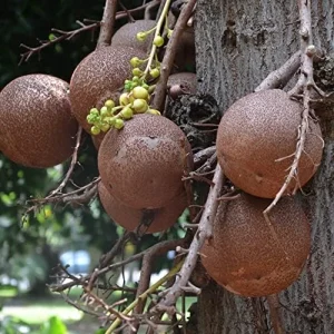 Cannonball Gourd Seeds 8 Pcs Vegetable Seeds White for Decorative Crafts Birdhouses Baskets Edible Garden Outdoor Trellis - Image 3