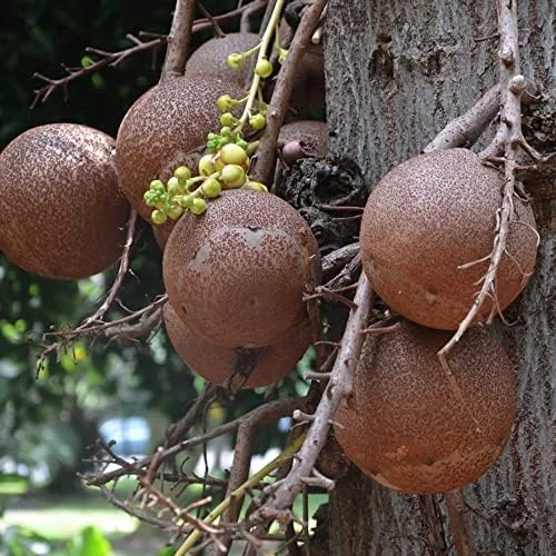Cannonball Gourd Seeds 8 Pcs Vegetable Seeds White for Decorative Crafts Birdhouses Baskets Edible Garden Outdoor Trellis - Image 3