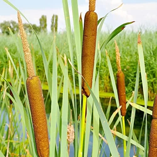 Cattail Seeds Typha Latifolia Perennial Fast Growing Ornamental Pond Bog Garden Outdoor, 50 Pcs Brown Organic Herb Seeds