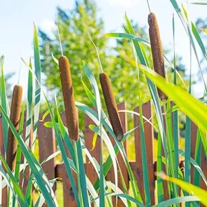 Alternative view of Cattail Seeds Typha Latifolia Perennial Fast Growing Ornamental Pond Bog Garden Outdoor, 50 Pcs Brown Organic Herb Seeds
