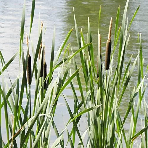 Cattail Seeds Typha Latifolia Perennial Fast Growing Ornamental Pond Bog Garden Outdoor, 50 Pcs Brown Organic Herb Seeds - Image 3