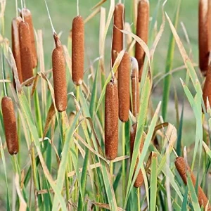 Cattail Seeds Typha Latifolia Perennial Fast Growing Ornamental Pond Bog Garden Outdoor, 50 Pcs Brown Organic Herb Seeds - Image 4