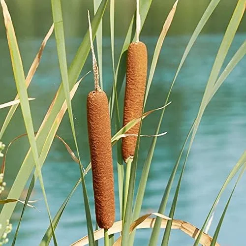 Cattail Seeds Typha Latifolia Perennial Fast Growing Ornamental Pond Bog Garden Outdoor, 50 Pcs Brown Organic Herb Seeds - Image 5