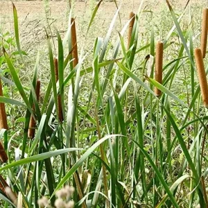 Cattail Seeds Typha Latifolia Perennial Fast Growing Ornamental Pond Bog Garden Outdoor, 50 Pcs Brown Organic Herb Seeds - Image 6