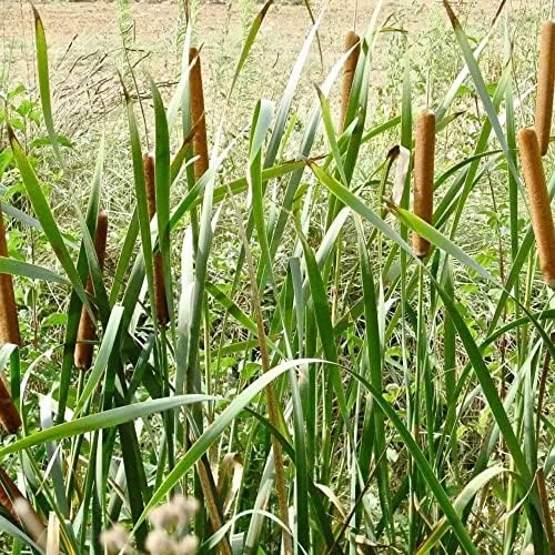 Cattail Seeds Typha Latifolia Perennial Fast Growing Ornamental Pond Bog Garden Outdoor, 50 Pcs Brown Organic Herb Seeds - Image 6