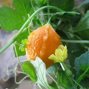 Alternative view of Cerasee Seeds Momordica Charantia Gourd Family 100 Pcs Green GMO Free Outdoor Garden Vegetable Seeds