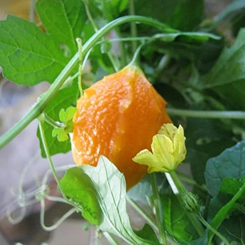 Cerasee Seeds Momordica Charantia Gourd Family 100 Pcs Green GMO Free Outdoor Garden Vegetable Seeds - Image 2