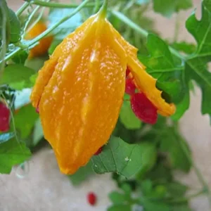 Cerasee Seeds Momordica Charantia Gourd Family 100 Pcs Green GMO Free Outdoor Garden Vegetable Seeds - Image 3