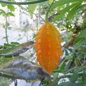 Cerasee Seeds Momordica Charantia Gourd Family 100 Pcs Green GMO Free Outdoor Garden Vegetable Seeds - Image 4