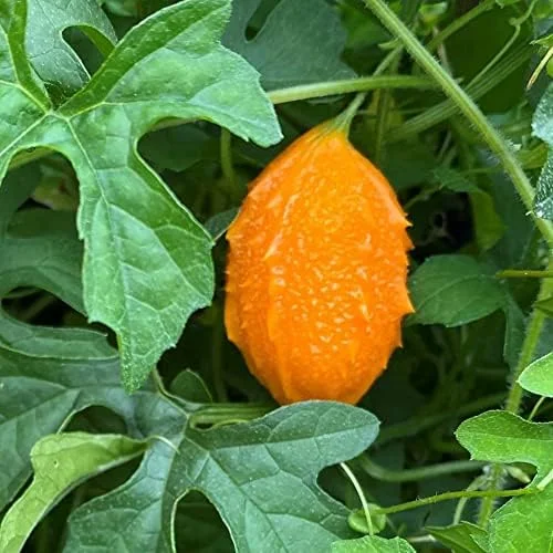 Cerasee Seeds Momordica Charantia Gourd Family 100 Pcs Green GMO Free Outdoor Garden Vegetable Seeds - Image 5