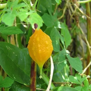 Cerasee Seeds Momordica Charantia Gourd Family 100 Pcs Green GMO Free Outdoor Garden Vegetable Seeds - Image 6