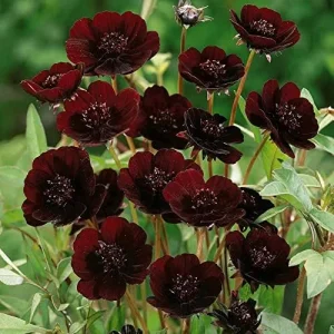Alternative view of Chocolate Cosmos Seeds Perennial Flower Seeds 100 Pcs Dark Red Organic for Gardens & Containers