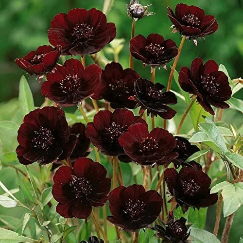 Chocolate Cosmos Seeds Perennial Flower Seeds 100 Pcs Dark Red Organic for Gardens & Containers - Image 2