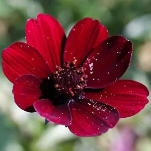 Chocolate Cosmos Seeds Perennial Flower Seeds 100 Pcs Dark Red Organic for Gardens & Containers - Image 3