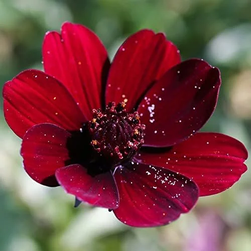 Chocolate Cosmos Seeds Perennial Flower Seeds 100 Pcs Dark Red Organic for Gardens & Containers - Image 3