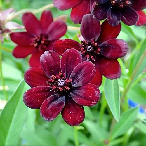 Chocolate Cosmos Seeds Perennial Flower Seeds 100 Pcs Dark Red Organic for Gardens & Containers - Image 4
