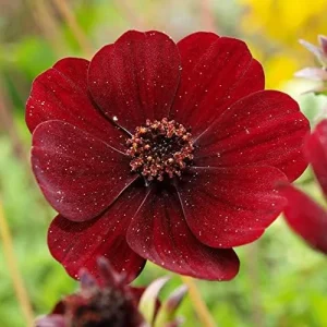 Chocolate Cosmos Seeds Perennial Flower Seeds 100 Pcs Dark Red Organic for Gardens & Containers - Image 5