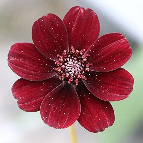 Chocolate Cosmos Seeds Perennial Flower Seeds 100 Pcs Dark Red Organic for Gardens & Containers - Image 6