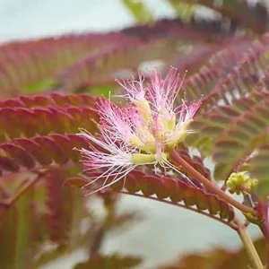 Alternative view of Chocolate Mimosa Tree Seeds - Unique Foliage, Fragrant Pink/Purple Flowers, Heat & Drought Tolerant, 50-Count
