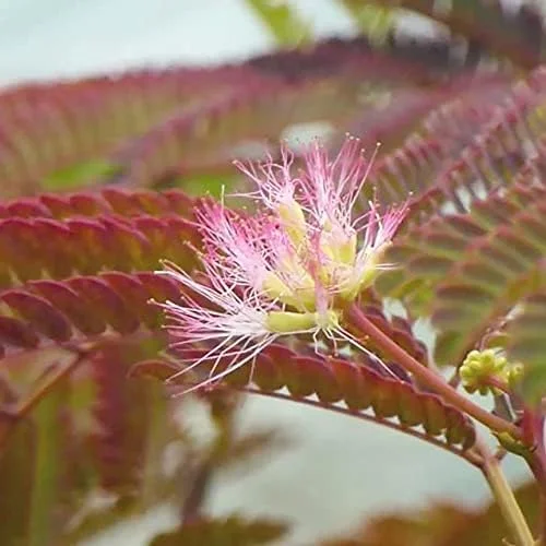 Chocolate Mimosa Tree Seeds - Unique Foliage, Fragrant Pink/Purple Flowers, Heat & Drought Tolerant, 50-Count - Image 2