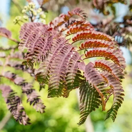 Chocolate Mimosa Tree Seeds - Unique Foliage, Fragrant Pink/Purple Flowers, Heat & Drought Tolerant, 50-Count - Image 3