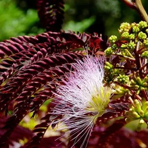 Chocolate Mimosa Tree Seeds - Unique Foliage, Fragrant Pink/Purple Flowers, Heat & Drought Tolerant, 50-Count - Image 4