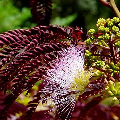 Chocolate Mimosa Tree Seeds - Unique Foliage, Fragrant Pink/Purple Flowers, Heat & Drought Tolerant, 50-Count - Image 4