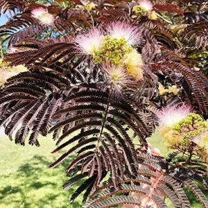 Chocolate Mimosa Tree Seeds - Unique Foliage, Fragrant Pink/Purple Flowers, Heat & Drought Tolerant, 50-Count - Image 5
