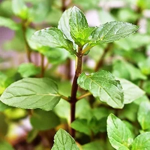 Chocolate Mint Herb Seeds 100Pcs Non-GMO Perennial Fast-Growing Patio Container Garden Plant