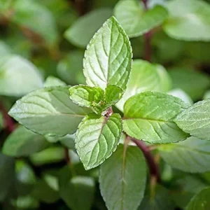 Alternative view of Chocolate Mint Herb Seeds 100Pcs Non-GMO Perennial Fast-Growing Patio Container Garden Plant