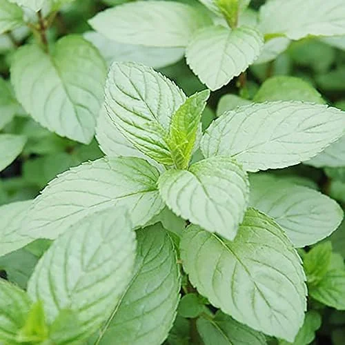 Chocolate Mint Herb Seeds 100Pcs Non-GMO Perennial Fast-Growing Patio Container Garden Plant - Image 3