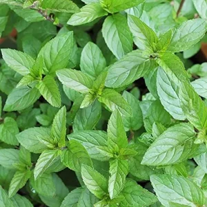 Chocolate Mint Herb Seeds 100Pcs Non-GMO Perennial Fast-Growing Patio Container Garden Plant - Image 4