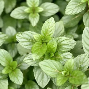 Chocolate Mint Herb Seeds 100Pcs Non-GMO Perennial Fast-Growing Patio Container Garden Plant - Image 5